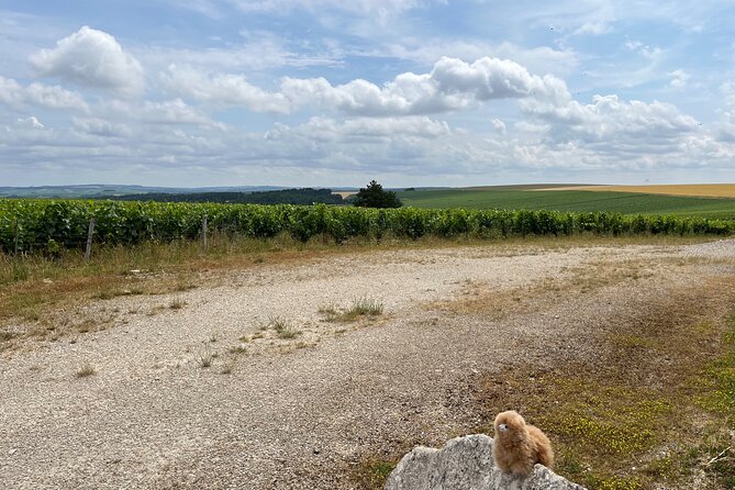 Burgundy Wine & Cheese Tasting Private Day Trip 15 glasses - A second Chablis producer and a local cheese plate