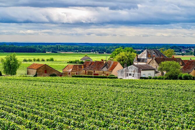 Chablis 20 Exquisite Wines Tasting Trip in Small-Group from Paris - La Chablisienne and the final tasting
