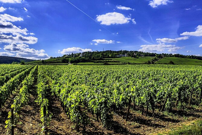 Chablis 20 Exquisite Wines Tasting Trip in Small-Group from Paris - Sunday trips and changing winery schedules