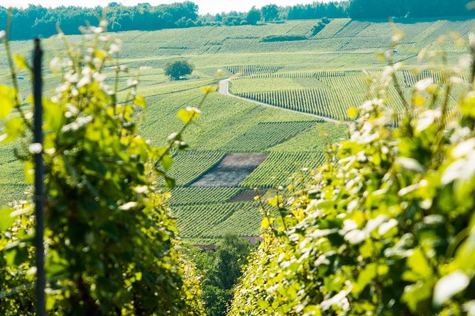 Champagne Day Trip with 6 Tastings, Reims and Winery from Paris - Hautvillers and the Dom Pérignon story