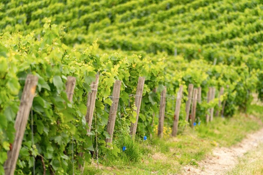 From Paris: Day Trip to Champagne with 8 Tastings & Lunch - A glass among the vines