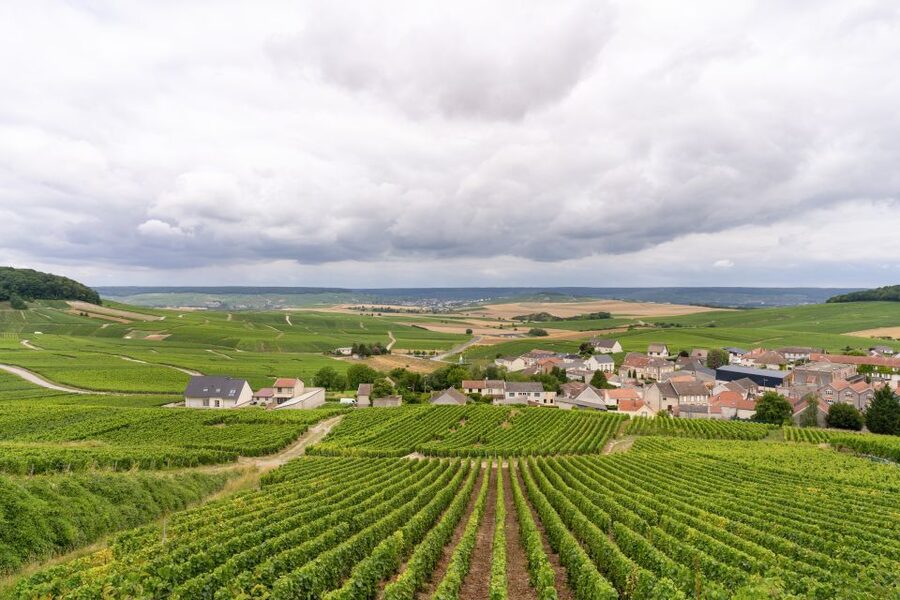 From Paris: Day Trip to Champagne with 8 Tastings & Lunch - The main drawbacks to consider