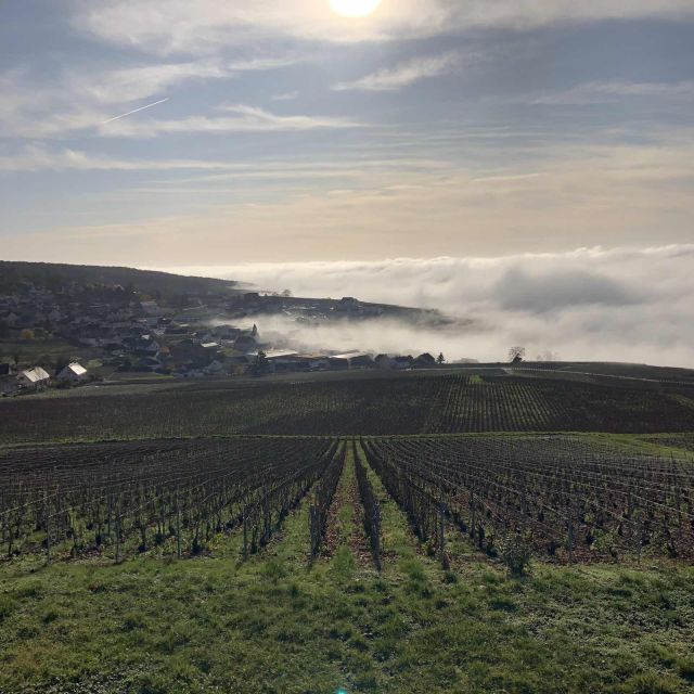 From Paris: Reims and Champagne Tasting Full-Day Tour - Reims Cathedral and the royal connection