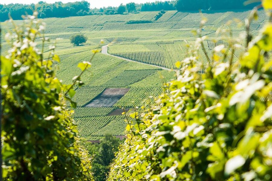 From Paris: Small-Group Champagne Day Trip with Six Tastings - Why this Champagne day trip works from Paris