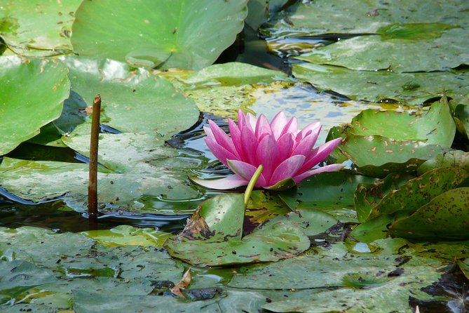 Giverny & Monet's House Audio Guided Half-day Tour from Paris - The water garden and Japanese bridge