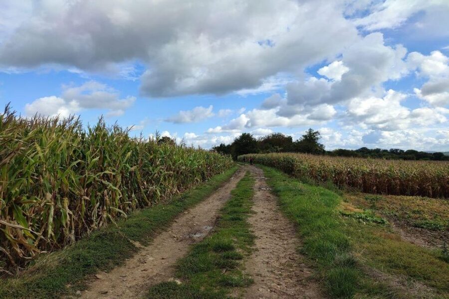 Hiking Adventure in Van Gogh's footsteps (6 miles walk) - Why This Walk Works Better Than a Standard Van Gogh Excursion