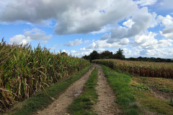 Hiking Adventure in Van Gogh's Footsteps with 6 miles walk - What makes Victor an important part of the day