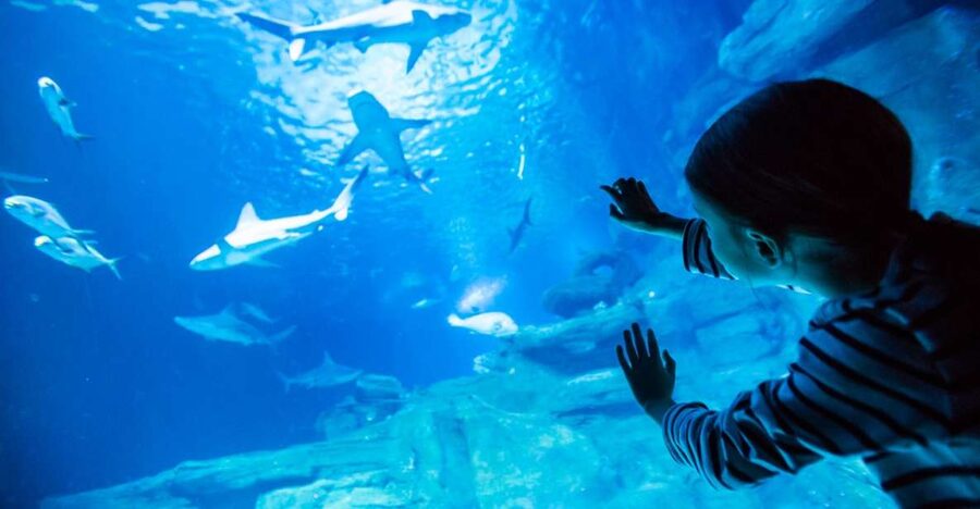 Paris: Aquarium de Paris Entrance Ticket - Why the jellyfish displays deserve extra time