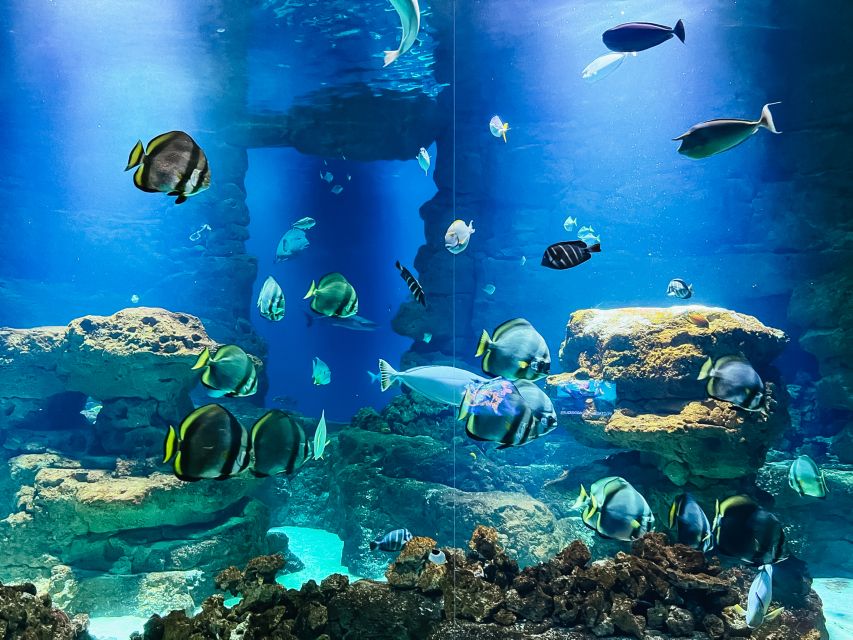 Paris: Aquarium de Paris Entrance Ticket - Films, cartoons, and live shows