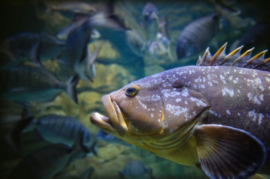 Paris: Aquarium de Paris Entrance Ticket - How long should you allow?