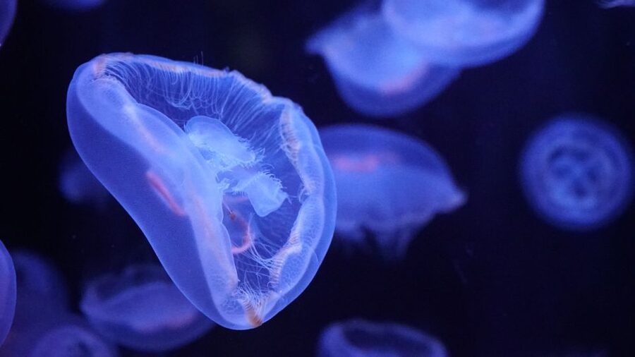 Paris: Aquarium de Paris Entrance Ticket - Is the $25 ticket good value?
