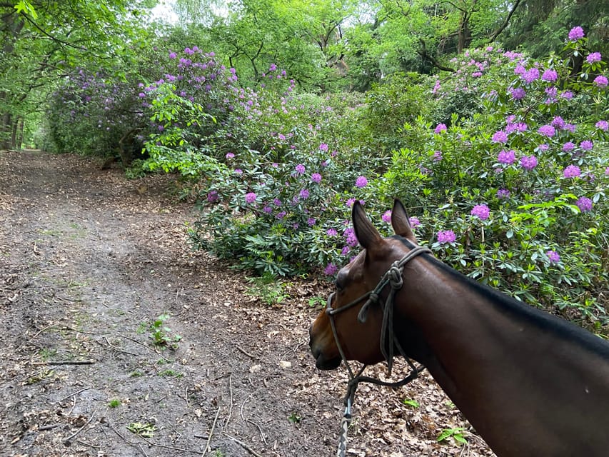 Paris: Aumont-en-Halatte Horseback Riding Tour - Meeting your horse at La Horse Club
