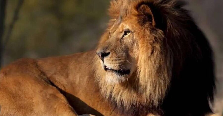 Paris: Paris Zoological Park Entrance Ticket - Key points at a glance