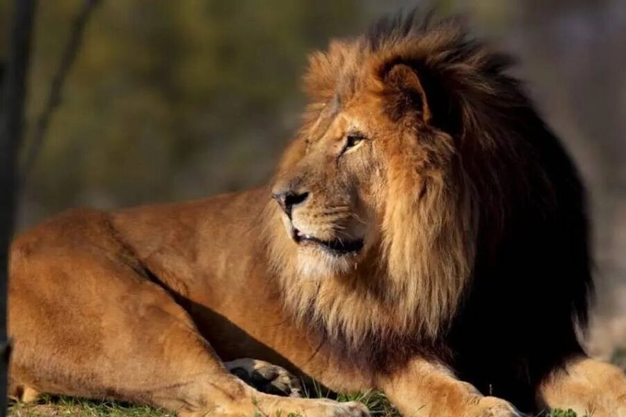 Paris: Paris Zoological Park Entrance Ticket - Five biozones make Paris Zoo easy to explore
