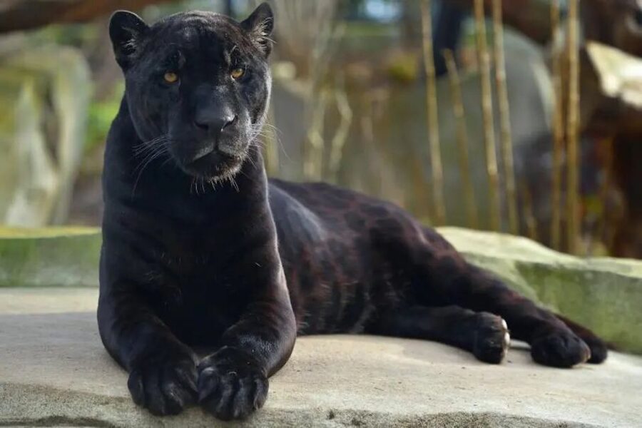 Paris: Paris Zoological Park Entrance Ticket - The African zone brings the big animals
